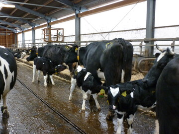 Kontakt zur Mutter und anderen K�hen macht K�lber langfristig zu geselligeren und sozial kompetenteren Erwachsenen. 