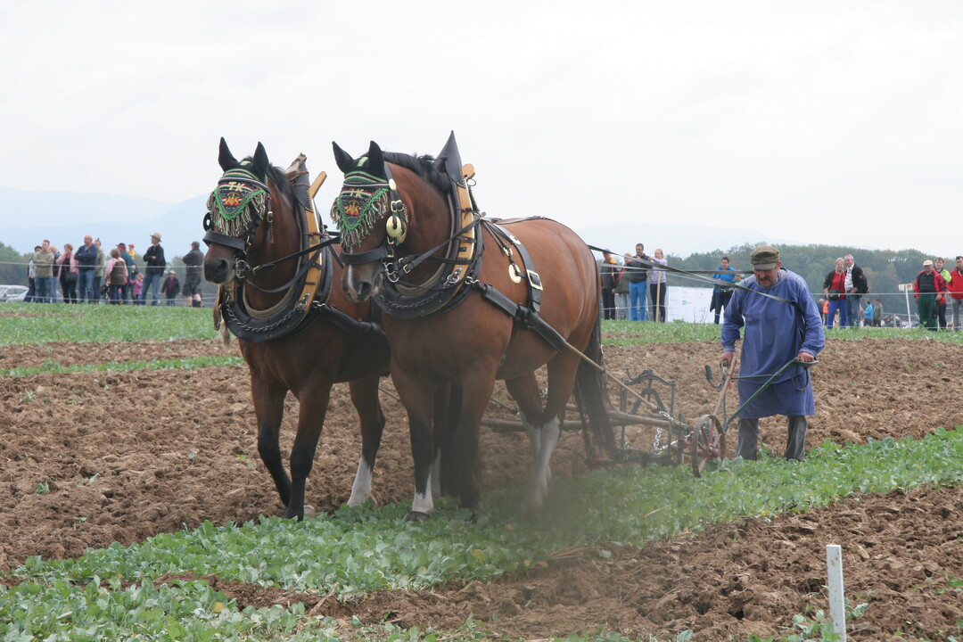 Thomas Kurfiss aus Wiernsheim-Iptingen, der sp�tere Sieger bei den Alleinpfl�gern, mit seinen Schweren Warmbl�tern am Samstag beim Trainingspfl�gen.