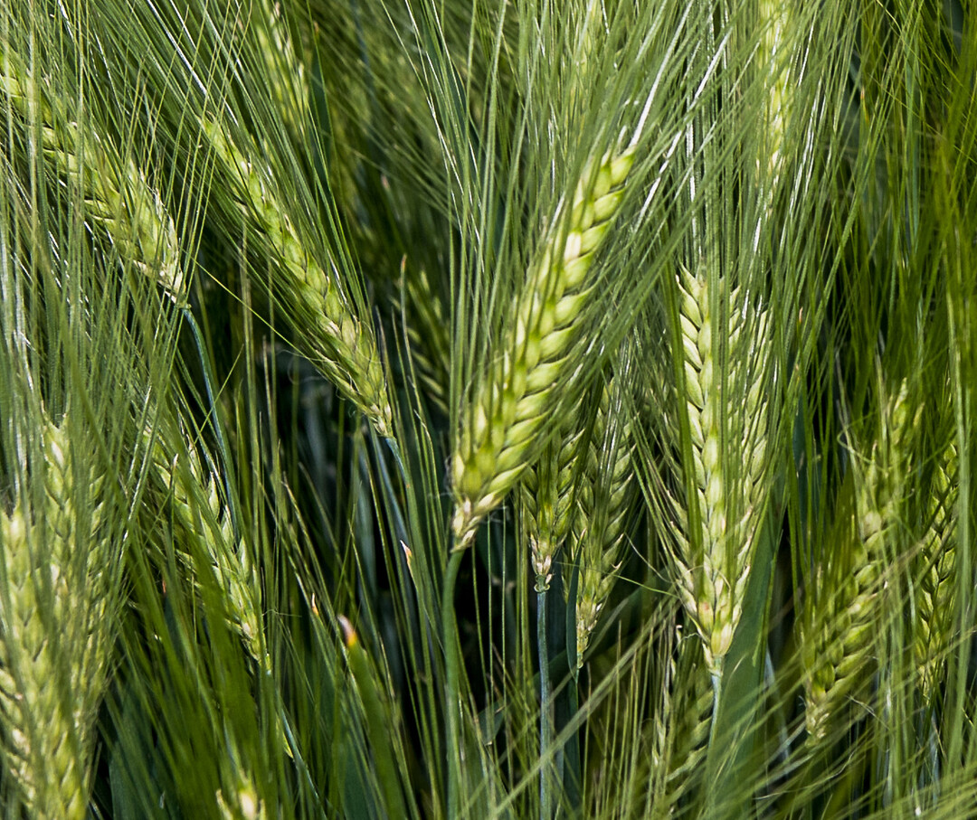 Die Aussaat von Sommergerste im Sp�therbst bietet einige Vorteile.