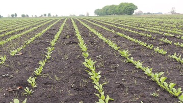 In Zukunft k�nnten Roboter die Unkr�uter in diesen jungen Zuckerr�ben entfernen.