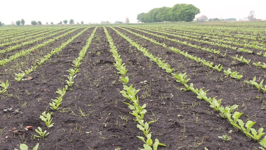 In Zukunft k�nnten Roboter die Unkr�uter in diesen jungen Zuckerr�ben entfernen.