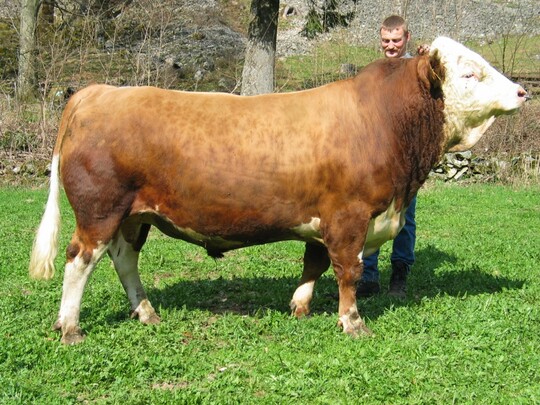  Labflort f�hrt die Hinterw�lderliste  mit 105 Milchwert an. Dieses Bild stammt aus dem Jahre 2006 kurz bevor er zur Samengewinnung nach Herbertingen kam. Hubert Sch�tzle aus Todtnau-Pr�g hatte ihn �ber zwei Jahre im Deckeinsatz. Drei langlebige T�chter mit neun und zweimal acht Abkalbungen werden die diesj�hrige Schau bereichern.