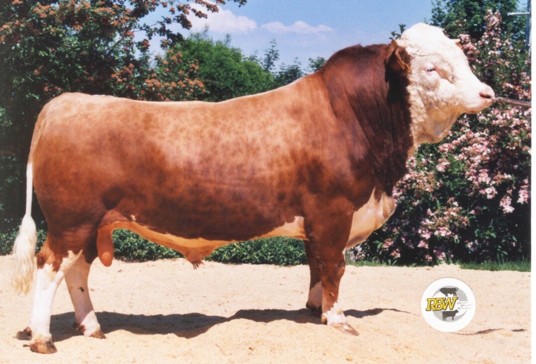   Aus der Linienauffrischung mit Fabler entstammt Labflort. Der Bulle wurde 2003 geboren. Diee F 3- Linie wurde dabei in L umbenannt.