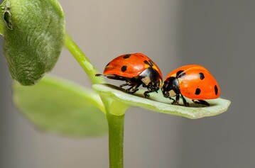 Marienk�fer krabbeln auf einem Blatt. In Zuckerr�ben suchen und vertilgen die roten K�fer Blattl�use.