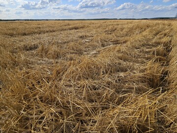 Lager und �hrenbruch bei Dinkel am Standort Eiselau.