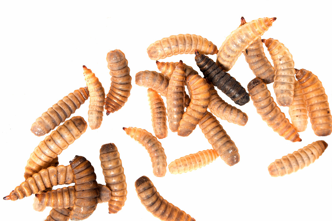 Larven der Soldatenfliege (Hermetia illucens)