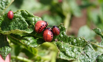 Larven im Stadium L3 bis L4 fressen sich durch die Kartoffelbl�tter.