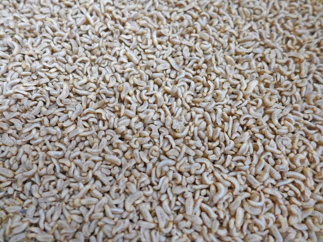 Die Larven der Schwarzen Soldatenfliege: Sieht doch lecker aus!