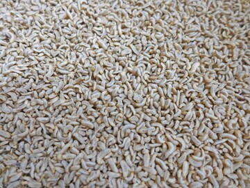 Die Larven der Schwarzen Soldatenfliege: Sieht doch lecker aus!