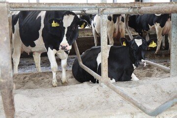 Die richtige Aufstallung und das richtige Material in den Liegeboxen tr�gt zu mehr Tierwohl bei und das zahlt sich in barer M�nze �ber bessere Milchleistungen aus. 