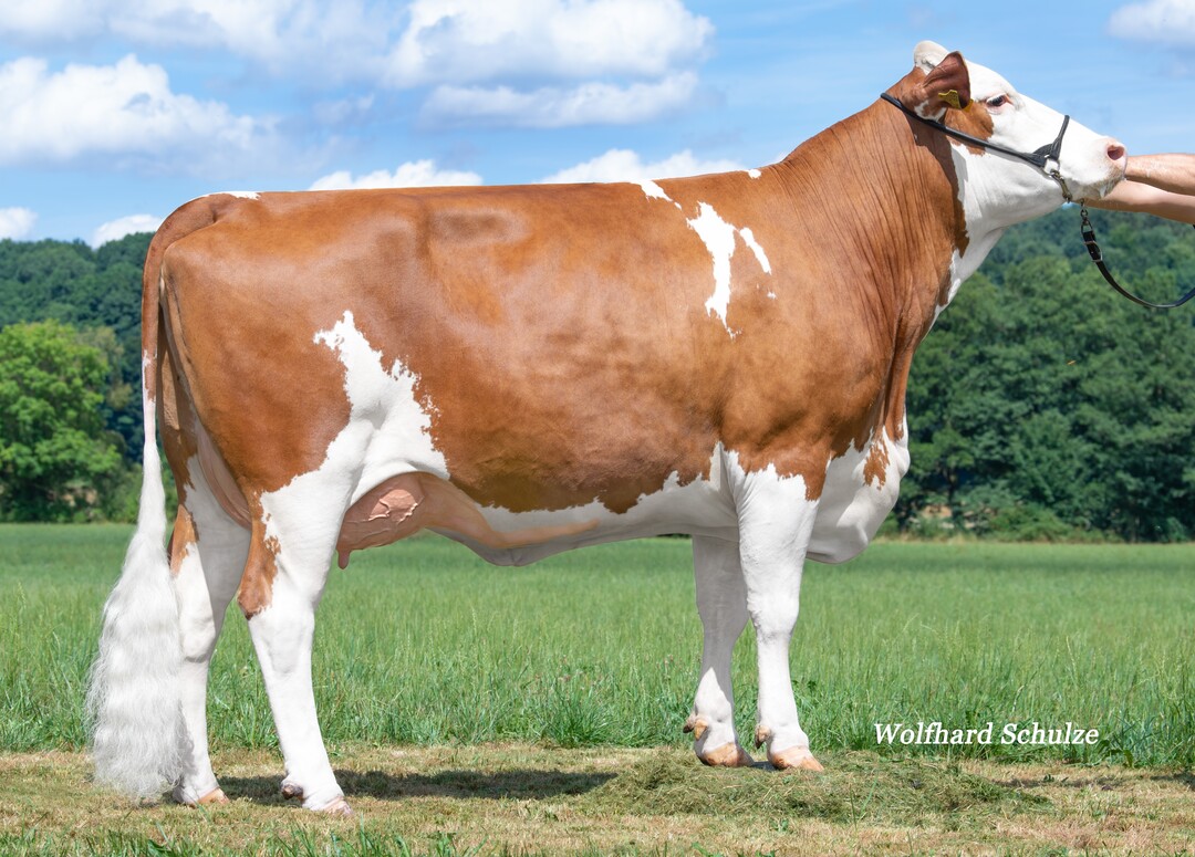 Die Verhaag-Tochter Layla aus der Zucht der Kramer GbR in Erolzheim bestätigt Verhaag als Typverstärker.