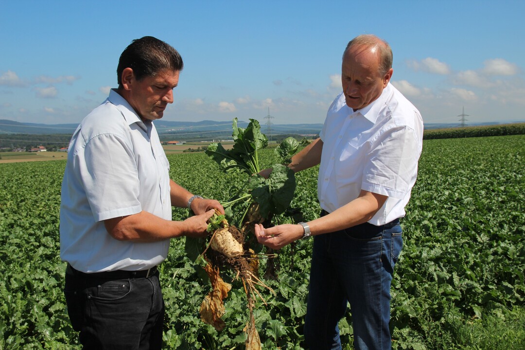 Die Landwirte Joachim Rukwied (r.) und Eberhard Zucker erkl�ren Journalisten den Anbau von Zuckerr�ben.