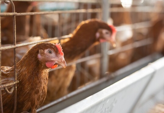 Die Europäische Behörde für Lebensmittelsicherheit (EFSA) empfiehlt unter anderem ein EU-weites Ende der Haltung von Legehennen in Käfigen.