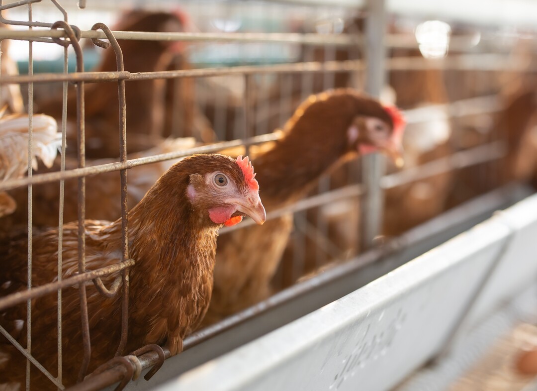 In den USA führten die letzten AI-Ausbrüche bei zwei großen Legehennenhaltungen zu Tierverlusten in Millionenhöhe.