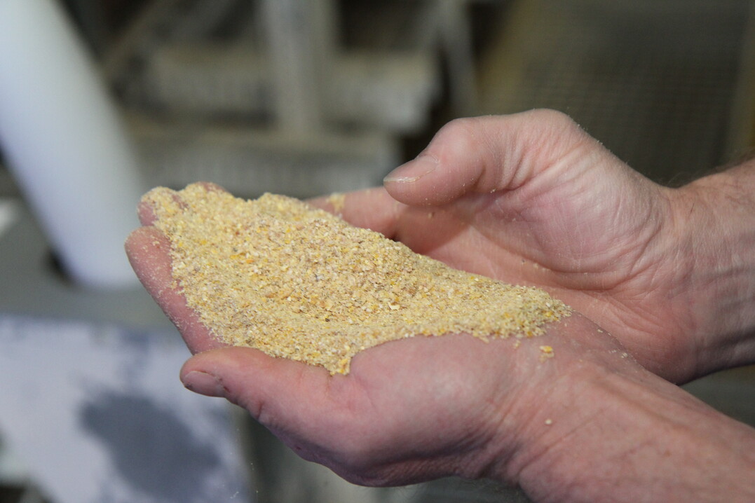 Der Verein Futtermitteltest (VFT) hat Alleinfutter für Legehennen aus Brandenburg und Mecklenburg-Vorpommern überprüft und bewertet.