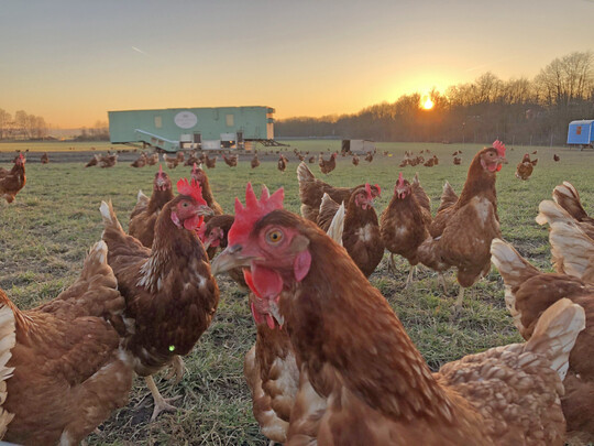 Bei der Legehennenhaltung im Mobilstall haben die H�hner die M�glichkeit, sich frei im Stall und auf der Wiese zu bewegen.