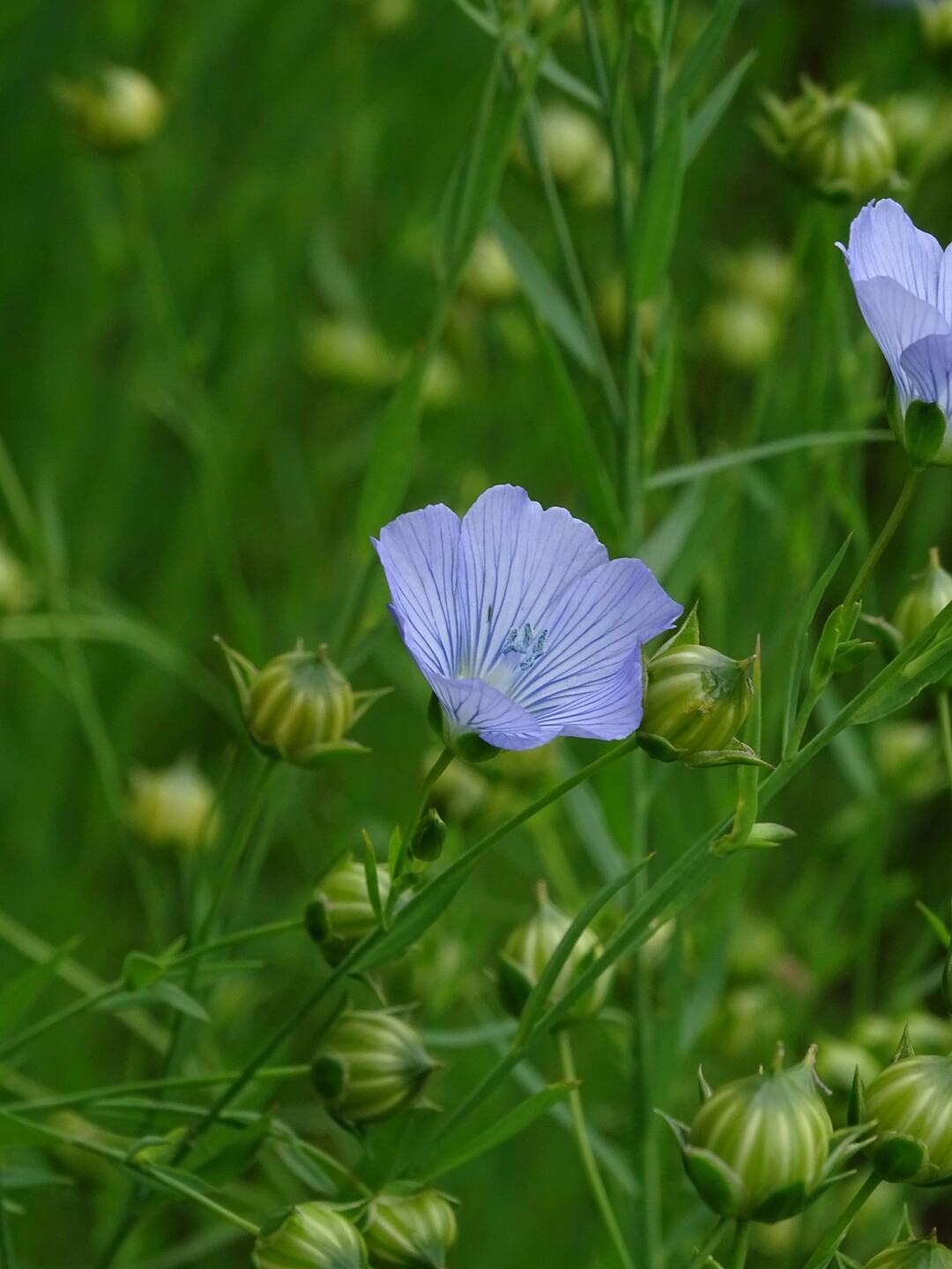 Der Lein blüht in zartem Blau.