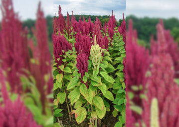 Amaranth ist eine sehr alte Kulturpflanze aus S�damerika.