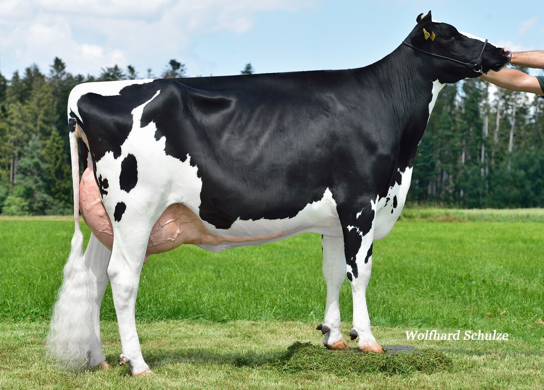 Die Modeco-Tochter Leni stammt aus der Zucht der Epting GbR in Königsfeld-Erdmannsweiler.