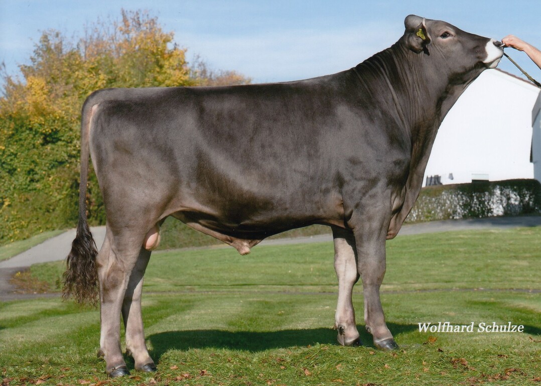 Leonhard ist der einzige verfügbare Luther-Sohn, der mit GZW 126 überzeugt. Er wurde von Mathias Härle in Dellmensingen gezüchtet.