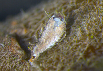 In manchen Anlagen wird die Kommaschildlaus zum Problem: Bis zu 90 wei�e Eier �berwintern gesch�tzt unter dem Schild. 