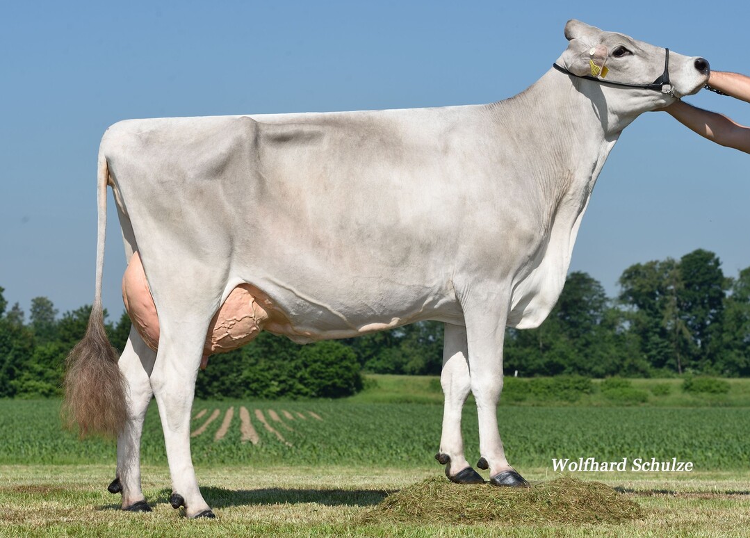 Die Huvi-Tochter Liese ist die Mutter des Spitzenbullen Canyon im Besitz von Andreas Hörmann in Kirchdorf.