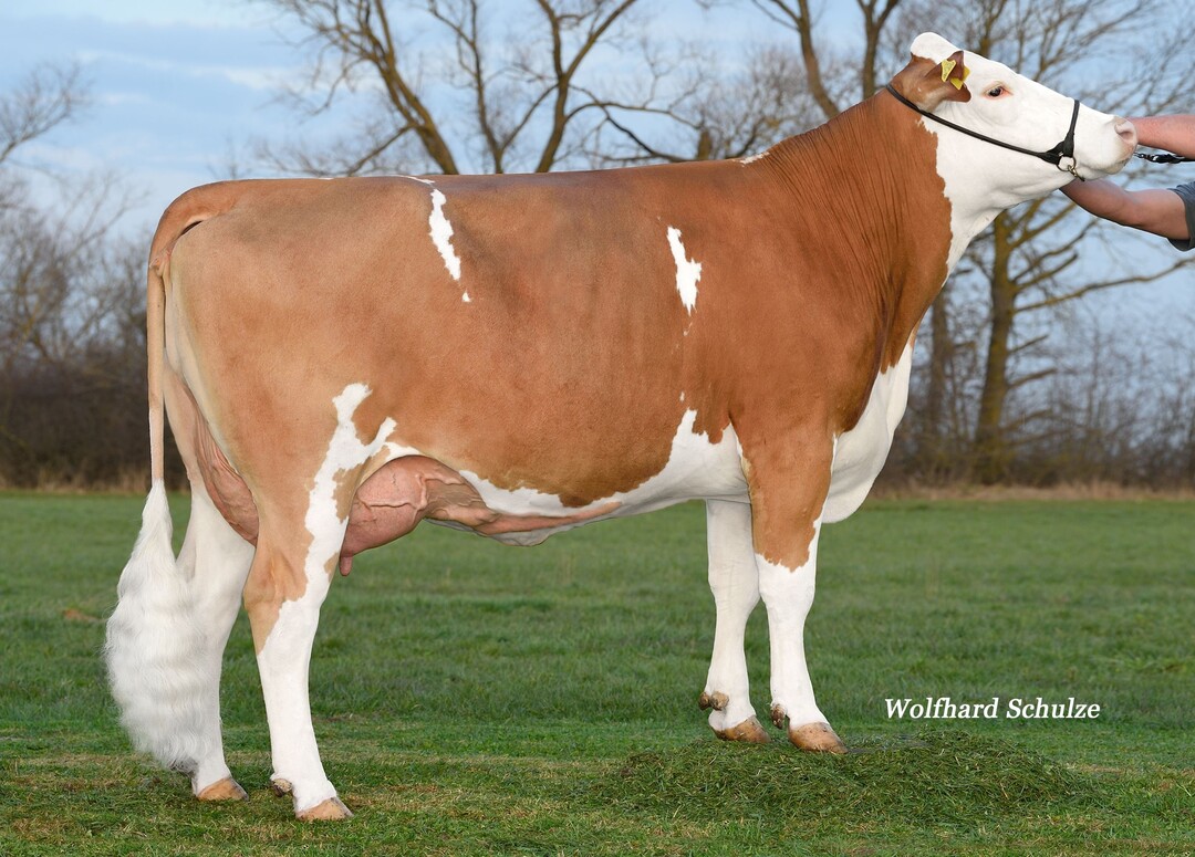 Miami Lilibeth, gez�chtet von Eckhard Sperr in Satteldorf, ist die Mutter des Spitzeneutervererbers Hiroto.