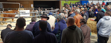 Fleischrinder: Gut besucht war die Hofauktion f�r Limousin am 6. April auf dem Waldh�terhof im S�den von Baden-W�rttemberg.