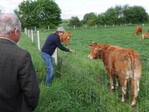 Die Limousins auf dem Betrieb Kästel ziehen die Passanten in ihren Bann - Abgeordnete eingeschlossen.
