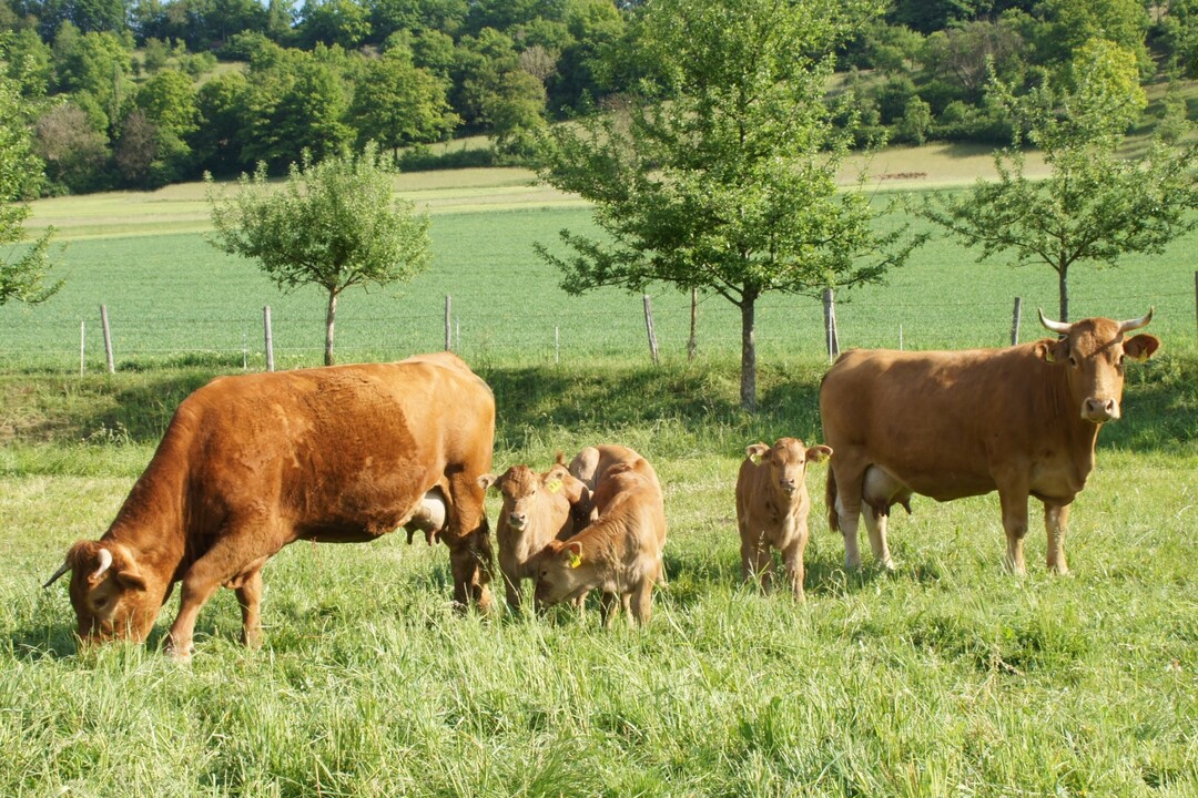 Limpurger Kühe mit Kälbern auf der Weide. Die Tiere werden auch in der Landschaftspflege eingesetzt. Sie gehören zum Betrieb der Familie Munz in Untermünkheim im Kreis Schwäbisch Hall.