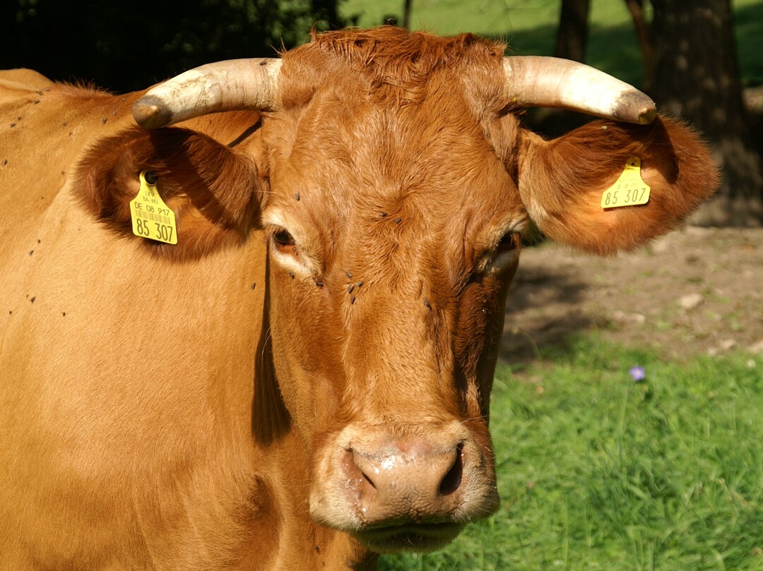 Gestatten, die Kuh Wolke, eine Vertreterin der ältesten Rinderrasse in Württemberg, dem Limpurger Rind. Wolke stammt vom Betrieb der Familie Kruck in Mulfingen im Hohenlohekreis.