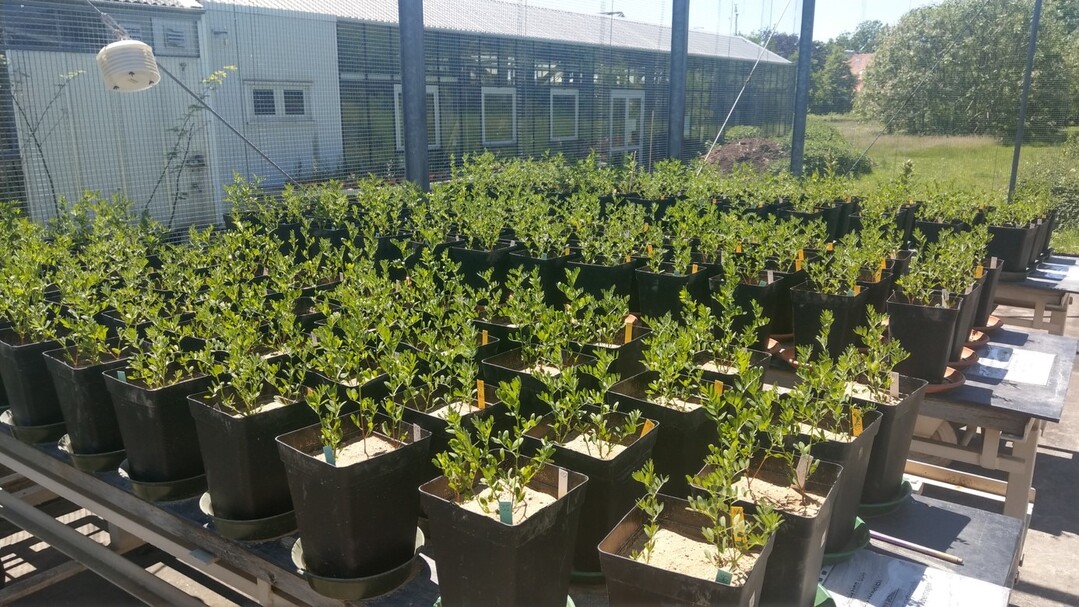 Unter Gewächshausbedingungen werden jeweils drei Linsenpflanzen in einem Topf angepflanzt. Dabei werden Daten wie der Nmin-Gehalt, Anzahl Rhizobien sowie das Wachstum bestimmt.