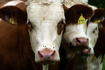 Umfrage zu „Alternative Behandlungsmethoden beim Milchvieh“