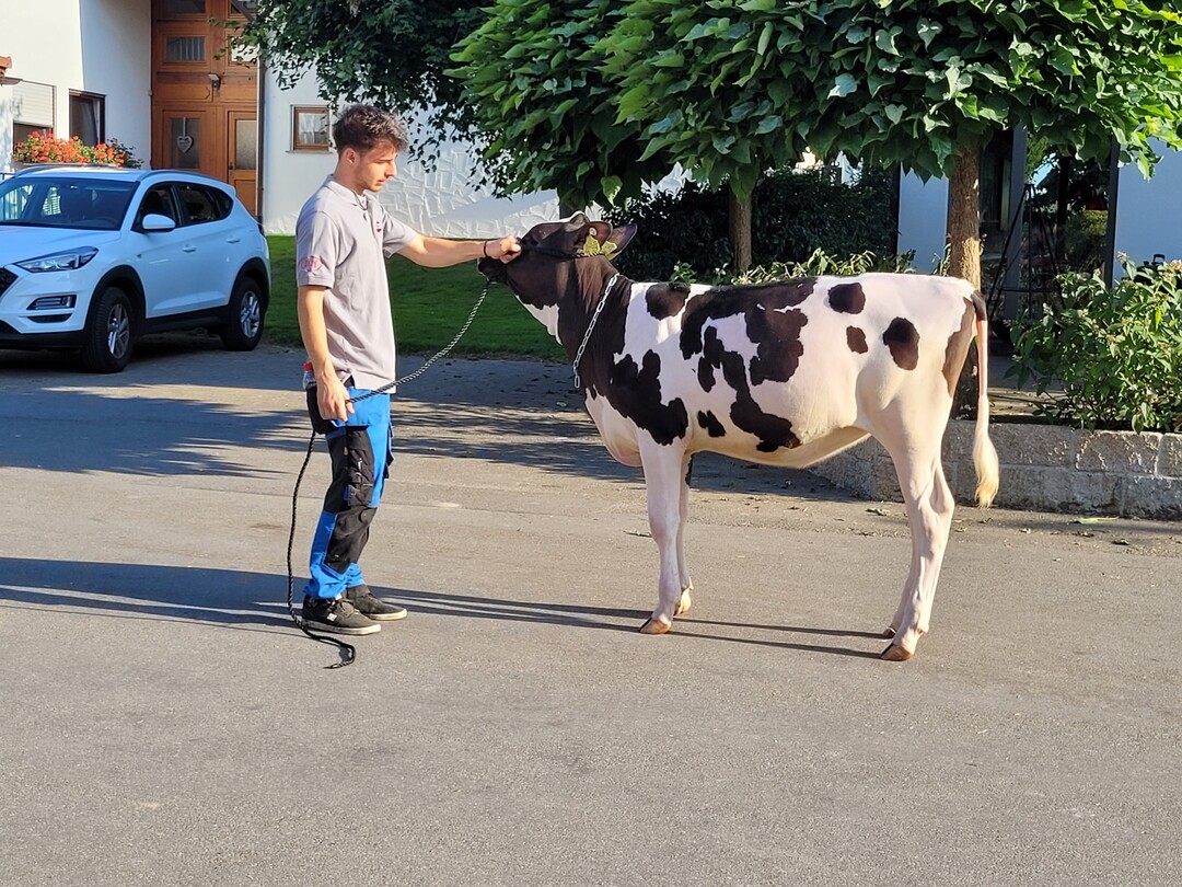 Züchterisch hochinteressant - Lot 24 TG Skyliner Eclipse RDC mit RZG 159