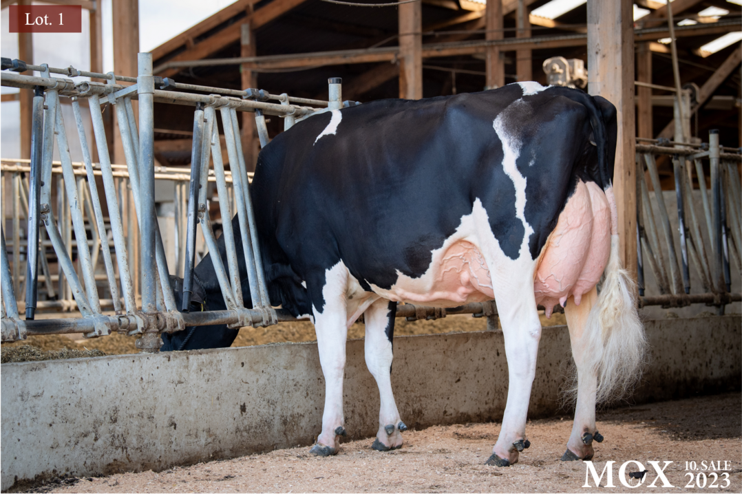 Teuerste Schwarzbunt-Kuh - Lot 1 Mox Unix Nora