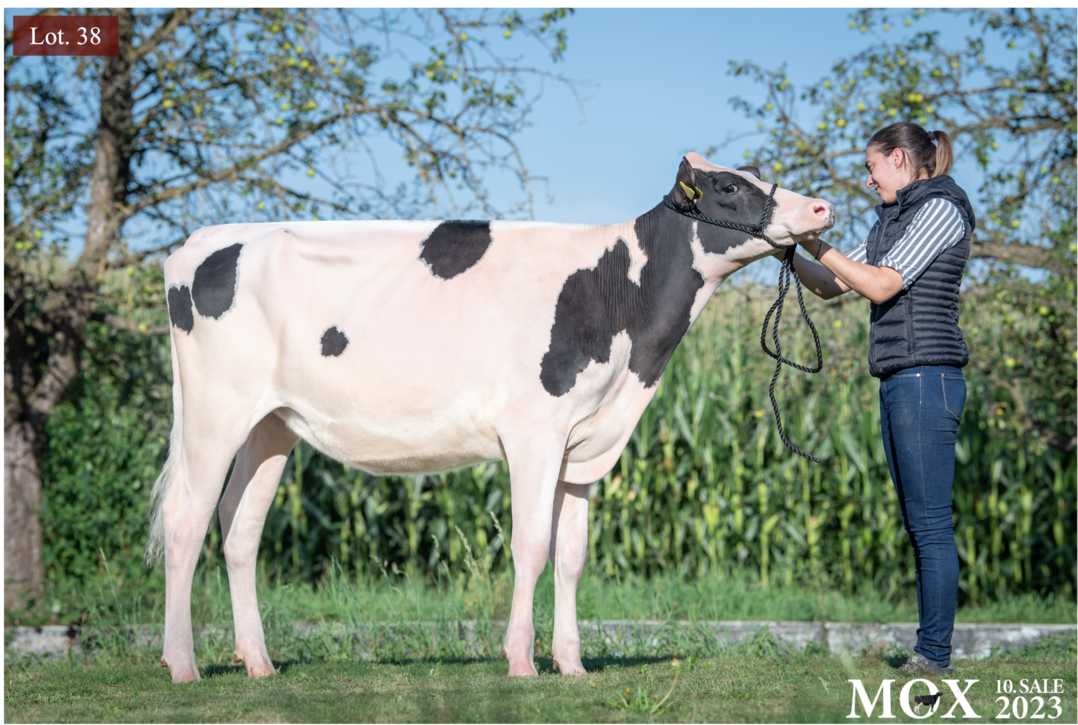 Aus der euterstärksten Kuh der Mox-Herde - Lot 38 Mox Lambda Calamazzo