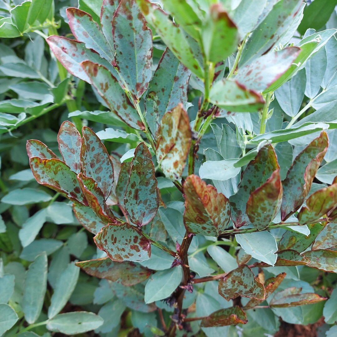 Schokoladenfleckigkeit zeigte sich in den LSV Ackerbohnen in D�ggingen.