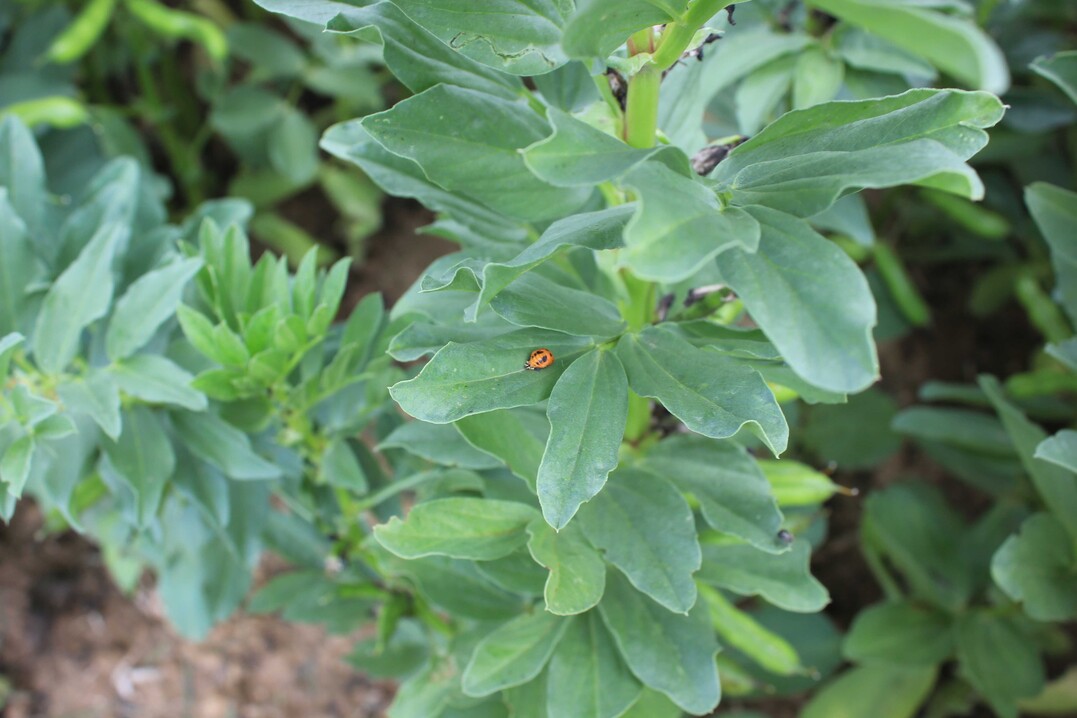 Der Landessortenversuch 2022 Ackerbohnen in Orschweier.