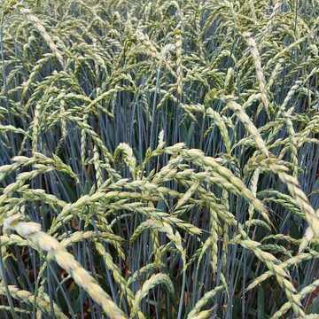 Reifender Dinkel auf dem Versuchsstandort D�ggingen (Schwarzwald).