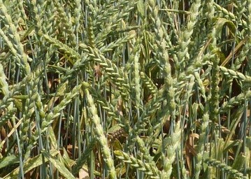 Der Dinkel wurde im vergangenen Herbst unter guten Bedingungen ges�t und entwickelte sich gut.