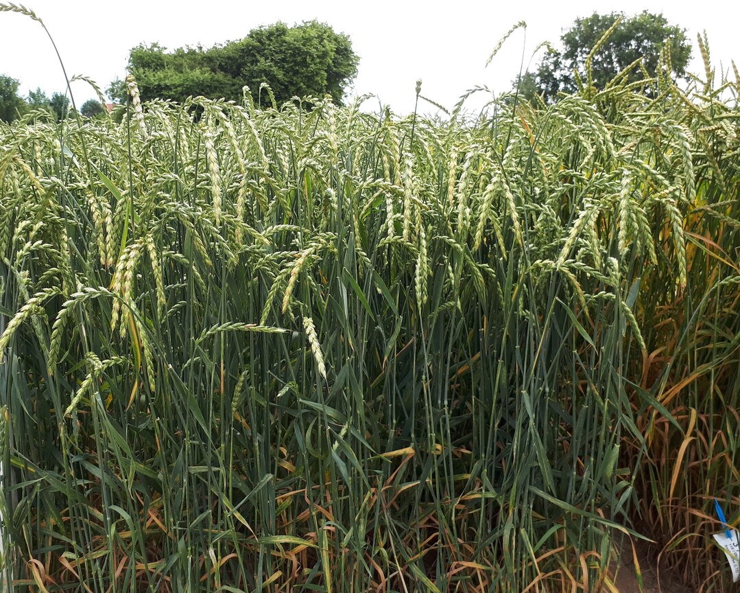 Ein Dinkelfeld aus den Landessortenversuchen in St. Johann. | Foto: Würfel