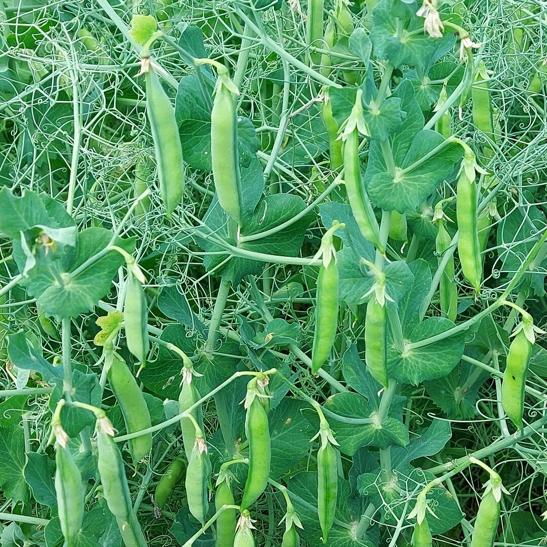 Der Landessortenversuch 2022 Futtererbsen in Eiselau.