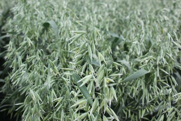 Hafer im Landessortenversuch am Standort Boxberg.