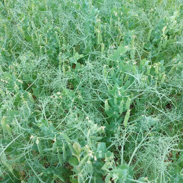 Landessortenversuche K�rnererbsen am Standort Tailfingen 2023.