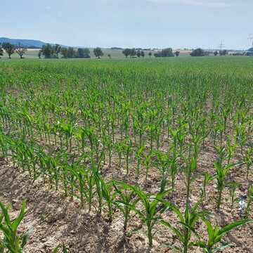 Landessortenversuche K�rnermais 2023 am Standort Kupferzell.