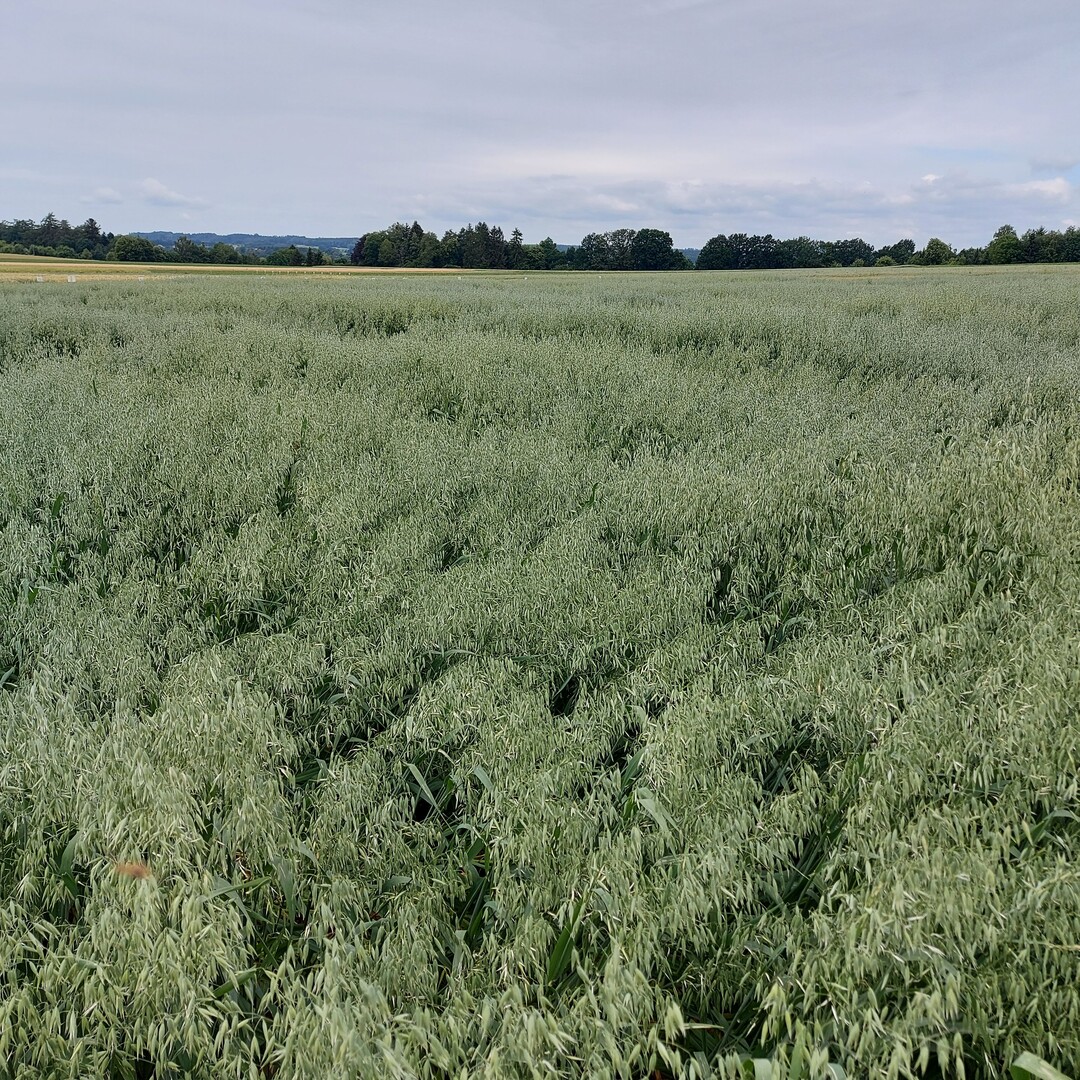 Landessortenversuche Hafer 2023 am Standort Krauchenwies.
