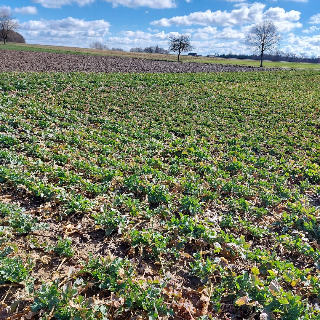 Landessortenversuchsfeld Winterraps am Standort Krauchenwies im M�rz 2023.