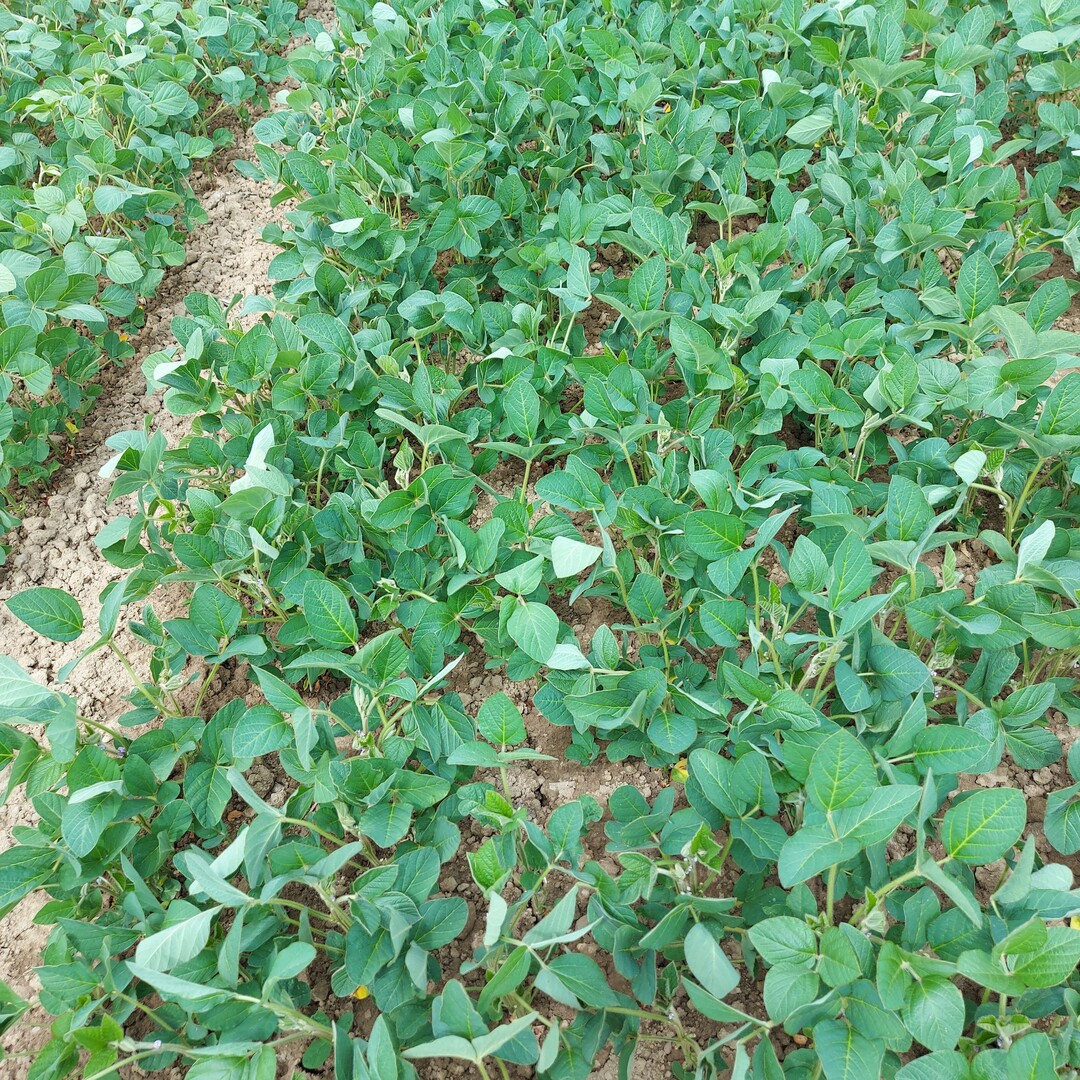 Landessortenversuche Soja 2023 am Standort Orschweier.