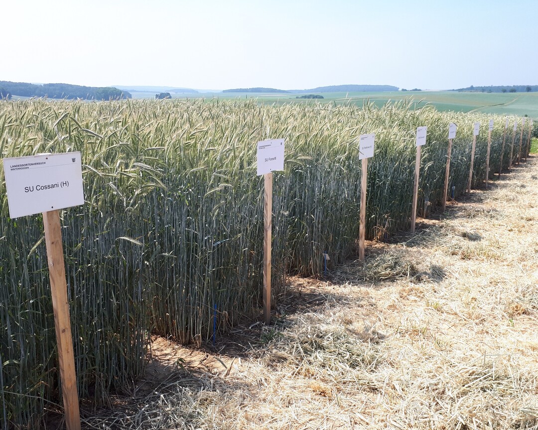 LTZ-Sortenversuche Winterroggen in Boxberg