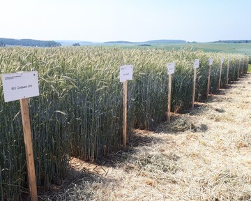 LTZ-Sortenversuche Winterroggen in Boxberg
